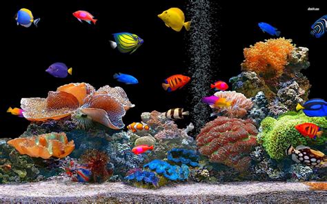 🔥 [100+] Tropical Fish Desktop Wallpapers | WallpaperSafari