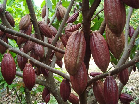 Buah Coklat dan Manfaat Cokelat - Aku Buah Sehat