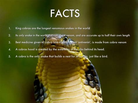 King Cobra Snake Facts