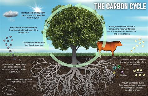 The carbon cycle - nonipod