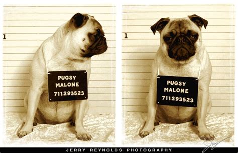 mug shot pug