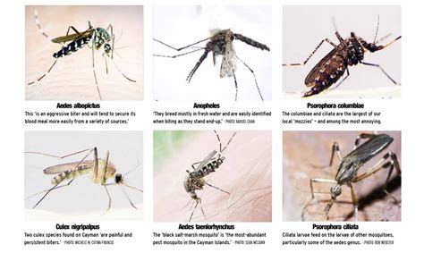 A guide to Cayman's public enemy No. 1: mosquitoes - Cayman Compass