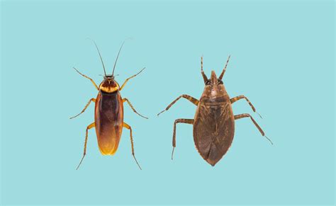 Water Bug Vs. Roach. What'S the Difference? - Pest Pointer