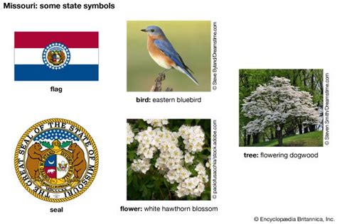 Missouri state symbols - Kids | Britannica Kids | Homework Help