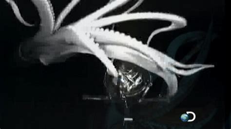 Giant Squid Caught on Tape for First Time for Discovery Channel's ...