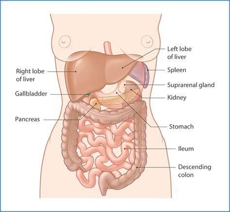 Abdominal Anatomy Pancreas / Liver Stomach Pancreas Gallbladder And ...