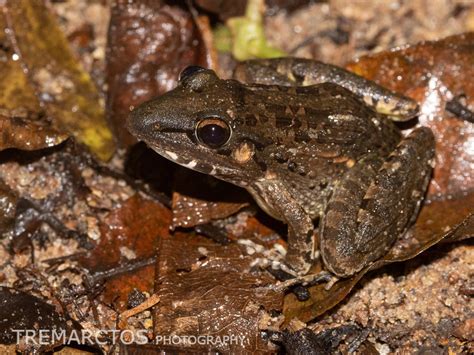 Broad-banded Grass Frog - TREMARCTOS