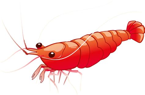 Shrimp Clip Art Stock Illustrations – 1,247 Shrimp Clip Art Stock ...