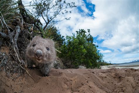 Young Wombat Emerging From Burrow | Sean Crane Photography