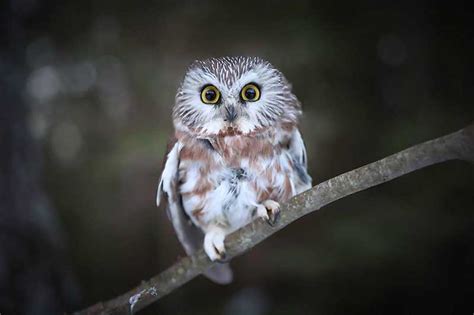 9 Owls in New Hampshire (With Pictures) - Wildlife Informer