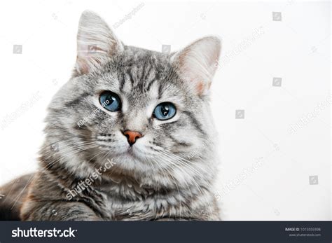 428,138 Blue Cat Images, Stock Photos & Vectors | Shutterstock