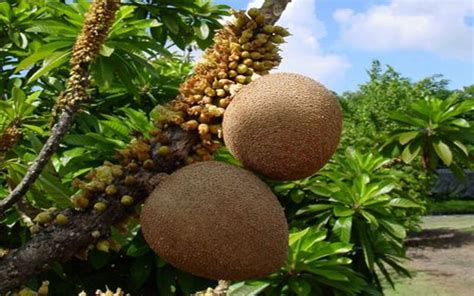 How to Grow a Mamey Tree AKA Sapote - Plant Instructions