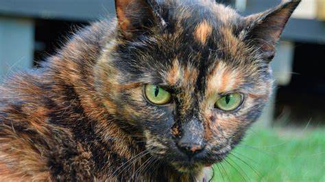 Tortoiseshell Cat | Pet Spotlight | Appearance, Personality & History