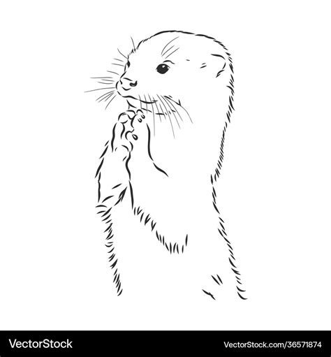 Animal river common otter otter sea otter sketch Vector Image