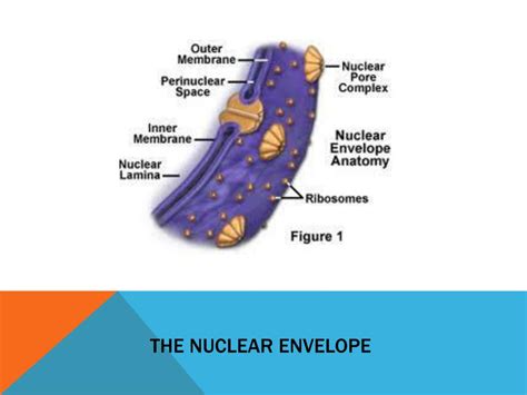 PPT - Cell Structure: Nucleus, Nuclear Envelope, and the Nucleolus ...