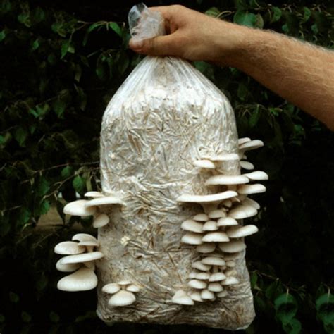 White Oyster Mushroom Mycelium Spores Seeds (Pleurotus...