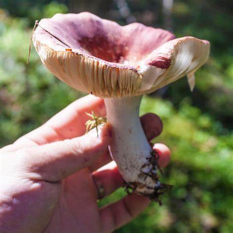 Health Benefits of Mushroom Foraging — Book Wild Food Foraging Classes ...