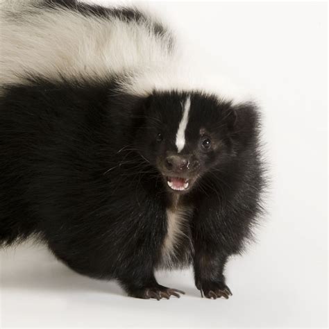 Pin on Adorable Animals | Striped skunk, Exotic pets, Skunk