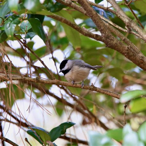 Carolina Chickadee - Bird Watching Academy