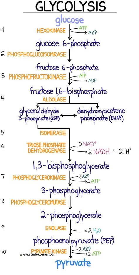 Glycolysis Diagram With Structure Glycolysis Simplified