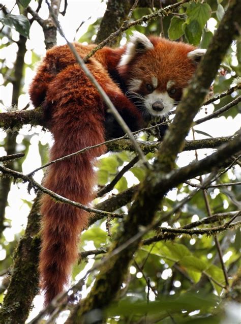 Home [redpandanetwork.org]