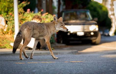 Urban Coyotes Do’s & Don’ts – BPNA