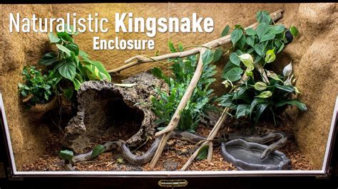 Setting up a Naturalistic Kingsnake Enclosure - YouTube