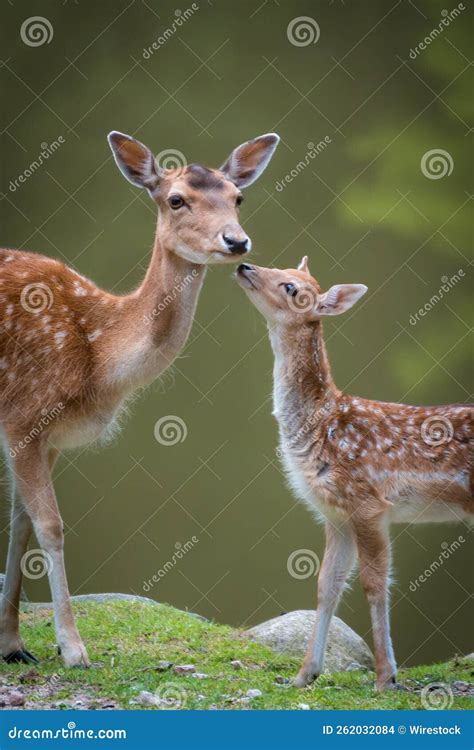 Portrait of a Beautiful Mother Deer with Her Baby in the Wild Forest ...