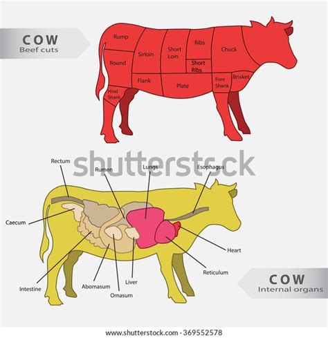 Basic Cow Internal Organs Beef Cuts: Vector có sẵn (miễn phí bản quyền ...