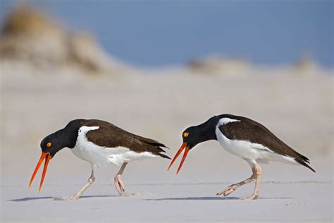 Follow These Pro Tips for Photographing Shorebirds | Audubon