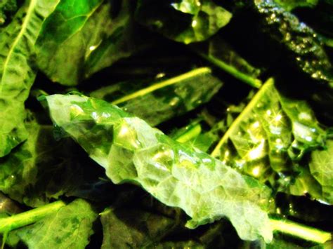 Tuscan Kale Chips - TheFarmGirlCooks