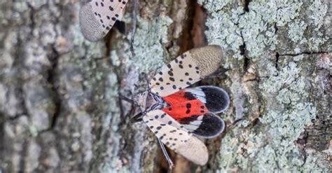 What Eats Spotted Lanternfly: Do They Have Predators? - IMP WORLD