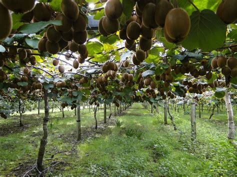 2 Different Delicious Kiwi Plant Varieties and How to Grow Them ...