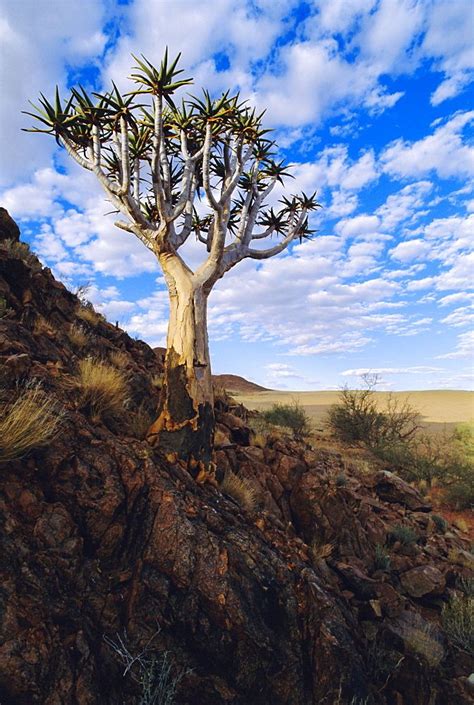 Namib Desert, Namibia | High quality stock photos, Stock photos, Purple ...