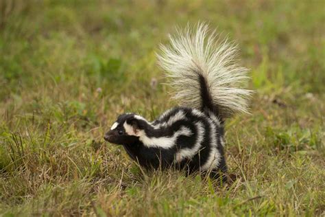 The Basics of Caring for Pet Skunks | Skunk pet, Pets, Skunk