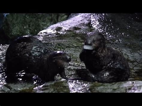 Young Otters Playing : r/AquariumOfThePacific