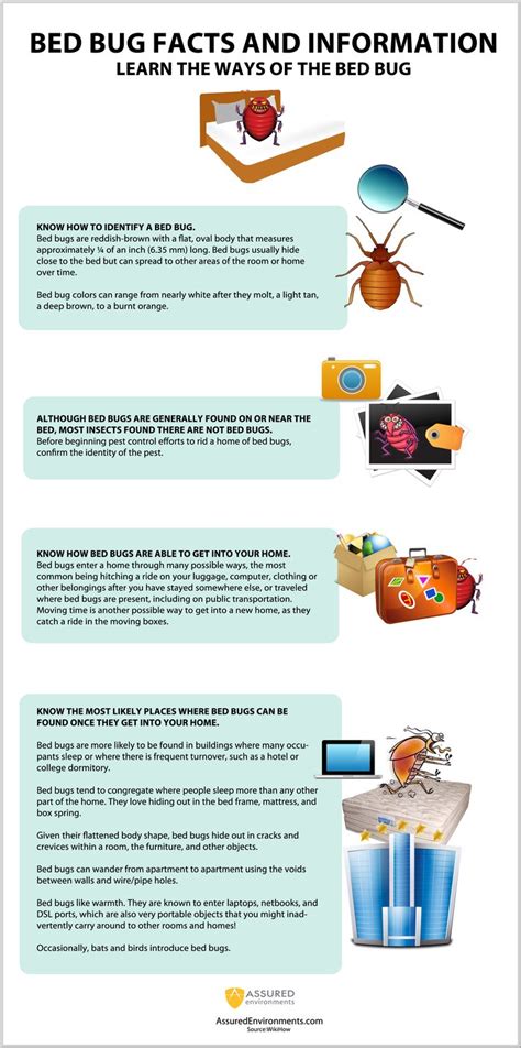 Bed Bug Facts and Information - Infographic | Bed bug facts, Kill bed ...