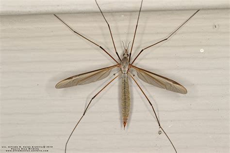 Crane Fly Life Cycle