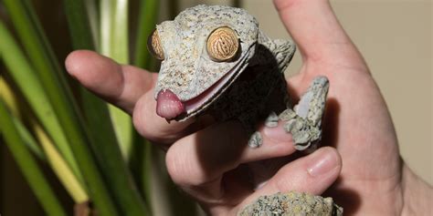 Giant leaf-tailed gecko | Smithsonian's National Zoo and Conservation ...