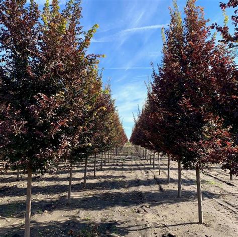 Ulmus carpinifolia v. parvifolia Frontier Elm Elm, Frontier from ...