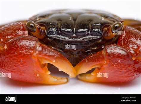 Red crab, Red Clawed Crab, Mangrove Crab Stock Photo - Alamy