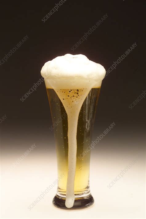 Beer head - Stock Image - C036/2933 - Science Photo Library