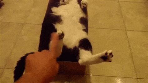 fat cat stuck in a box animated gif