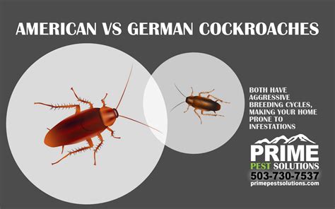 American Cockroaches vs. German Cockroaches- Prime Pest Solutions