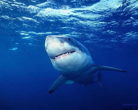 Amazing Great White Shark Facts - Great White Shark Photos, Information ...