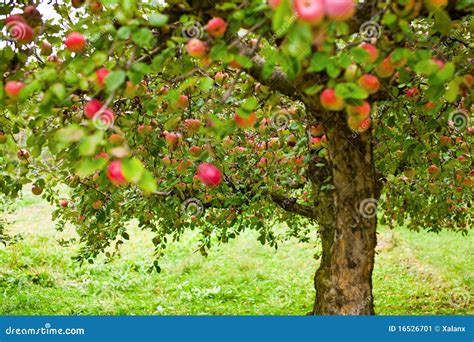 Apple Trees Orchard Stock Image - Image: 16526701