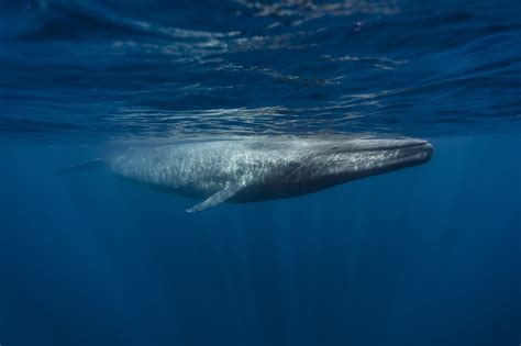 Map of Whale Migration 'Superhighways' Could Help Protect Them - Bloomberg