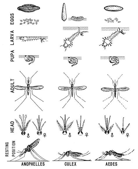 Mosquito Species In Oklahoma | PeepsBurgh.Com