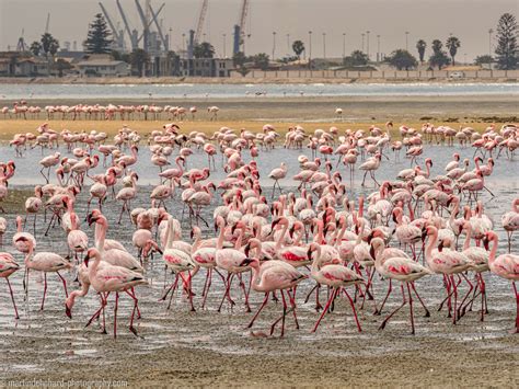 Flamingos am Strand von Walvis Bay Foto & Bild | meer, natur, strand ...