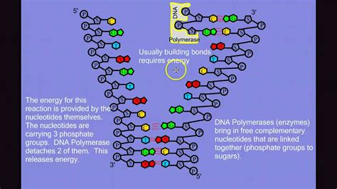 DNA Replication - YouTube